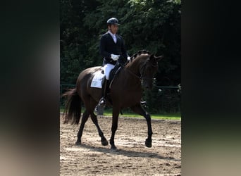 Hannoveraner, Wallach, 8 Jahre, 172 cm, Schwarzbrauner