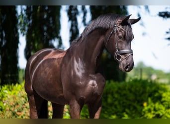 Hannoveraner, Wallach, 8 Jahre, 172 cm, Schwarzbrauner
