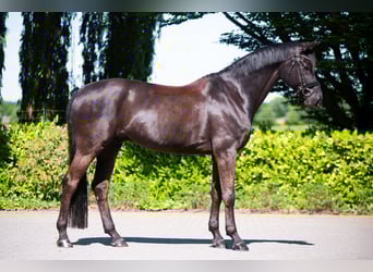 Hannoveraner, Wallach, 8 Jahre, 172 cm, Schwarzbrauner