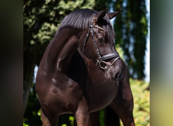 Hannoveraner, Wallach, 8 Jahre, 172 cm, Schwarzbrauner