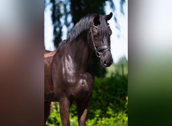 Hannoveraner, Wallach, 8 Jahre, 172 cm, Schwarzbrauner