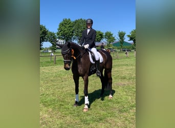 Hannoveraner, Wallach, 8 Jahre, 172 cm, Schwarzbrauner