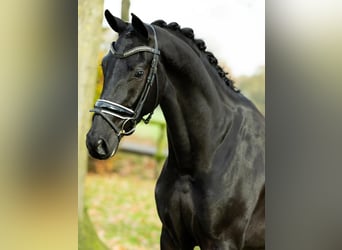 Hannoveraner, Wallach, 8 Jahre, 173 cm