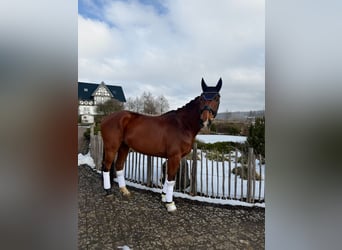 Hannoveraner, Wallach, 8 Jahre, 173 cm