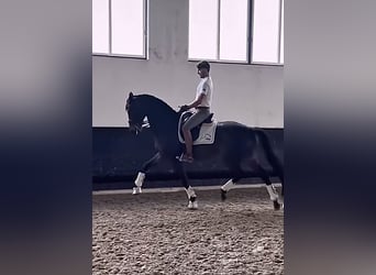 Hannoveraner, Wallach, 8 Jahre, 173 cm, Dunkelbrauner