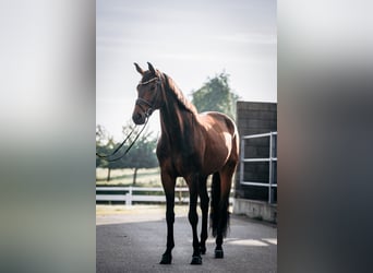 Hannoveraner, Wallach, 8 Jahre, 173 cm, Dunkelbrauner