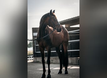 Hannoveraner, Wallach, 8 Jahre, 173 cm, Dunkelbrauner