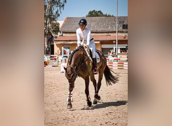 Hannoveraner, Wallach, 8 Jahre, 173 cm, Dunkelbrauner