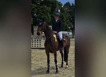 Hannoveraner, Wallach, 8 Jahre, 173 cm, Dunkelbrauner