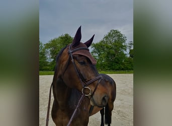 Hannoveraner, Wallach, 8 Jahre, 173 cm, Dunkelbrauner