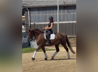 Hannoveraner, Wallach, 8 Jahre, 173 cm, Dunkelfuchs
