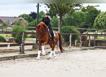 Hannoveraner, Wallach, 8 Jahre, 173 cm, Fuchs