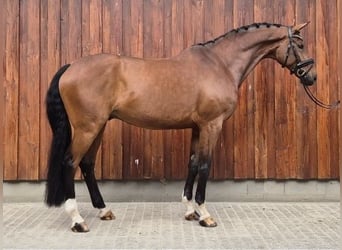 Hannoveraner, Wallach, 8 Jahre, 174 cm, Brauner