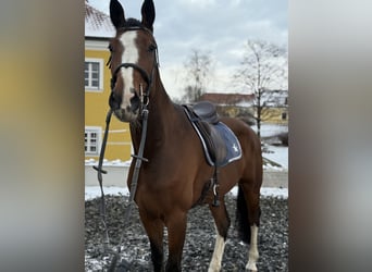 Hannoveraner, Wallach, 8 Jahre, 174 cm, Brauner