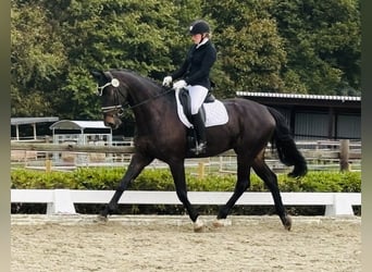Hannoveraner, Wallach, 8 Jahre, 174 cm, Dunkelbrauner