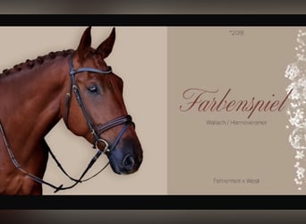 Hannoveraner, Wallach, 8 Jahre, 174 cm, Dunkelfuchs