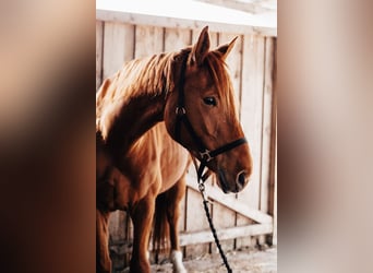 Hannoveraner, Wallach, 8 Jahre, 174 cm, Fuchs