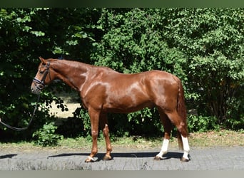 Hannoveraner, Wallach, 8 Jahre, 174 cm, Fuchs