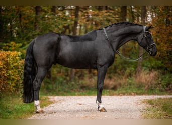 Hannoveraner, Wallach, 8 Jahre, 174 cm, Rappe