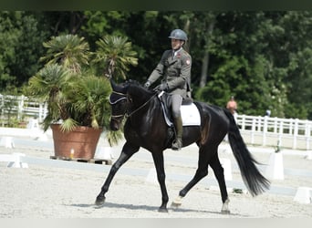 Hannoveraner, Wallach, 8 Jahre, 174 cm, Rappe