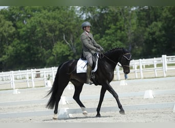 Hannoveraner, Wallach, 8 Jahre, 174 cm, Rappe
