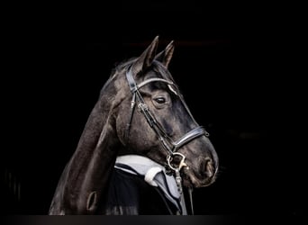 Hannoveraner, Wallach, 8 Jahre, 174 cm, Rappe