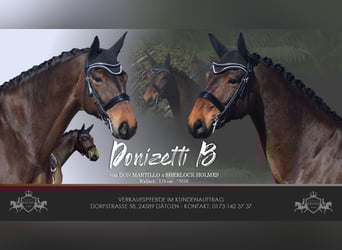 Hannoveraner, Wallach, 8 Jahre, 175 cm, Brauner