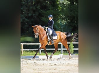 Hannoveraner, Wallach, 8 Jahre, 175 cm, Brauner