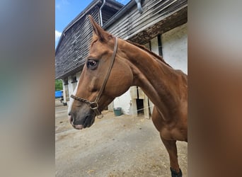 Hannoveraner, Wallach, 8 Jahre, 175 cm