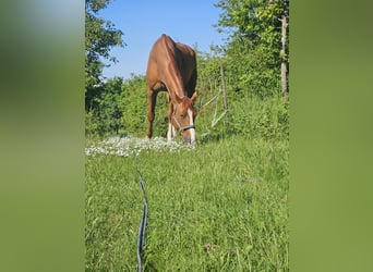 Hannoveraner, Wallach, 8 Jahre, 175 cm