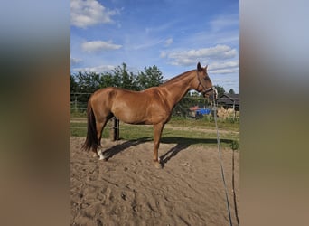 Hannoveraner, Wallach, 8 Jahre, 175 cm