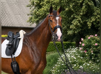 Hannoveraner, Wallach, 8 Jahre, 175 cm, Dunkelbrauner