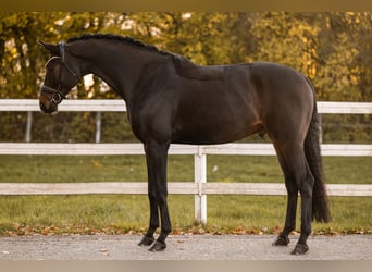 Hannoveraner, Wallach, 8 Jahre, 175 cm, Dunkelbrauner