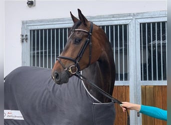 Hannoveraner, Wallach, 8 Jahre, 175 cm, Dunkelbrauner