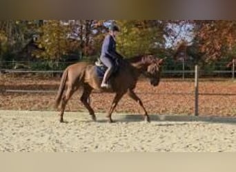 Hannoveraner, Wallach, 8 Jahre, 175 cm, Dunkelfuchs