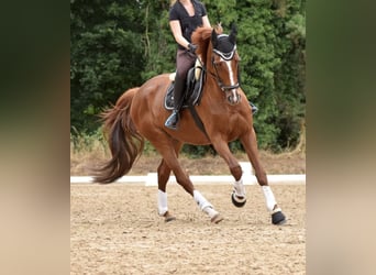 Hannoveraner, Wallach, 8 Jahre, 175 cm, Dunkelfuchs