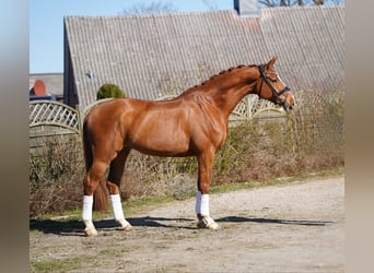 Hannoveraner, Wallach, 8 Jahre, 175 cm, Fuchs