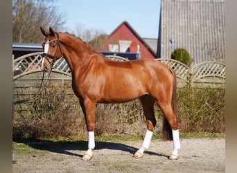 Hannoveraner, Wallach, 8 Jahre, 175 cm, Fuchs
