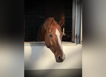 Hannoveraner, Wallach, 8 Jahre, 175 cm, Fuchs