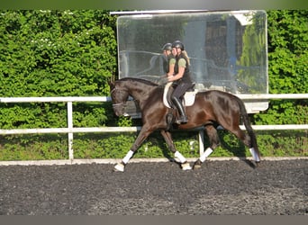 Hannoveraner, Wallach, 8 Jahre, 175 cm, Rappe