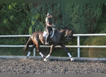 Hannoveraner, Wallach, 8 Jahre, 175 cm, Rappe