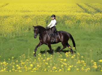 Hannoveraner, Wallach, 8 Jahre, 175 cm, Rappe