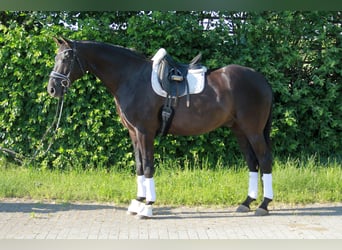 Hannoveraner, Wallach, 8 Jahre, 175 cm, Rappe