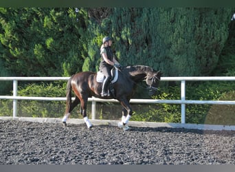 Hannoveraner, Wallach, 8 Jahre, 175 cm, Rappe