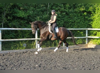 Hannoveraner, Wallach, 8 Jahre, 175 cm, Rappe
