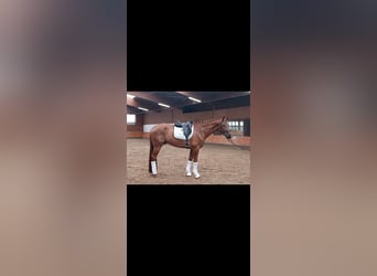 Hannoveraner, Wallach, 8 Jahre, 176 cm, Fuchs