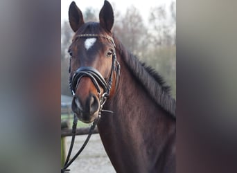 Hannoveraner, Wallach, 8 Jahre, 177 cm