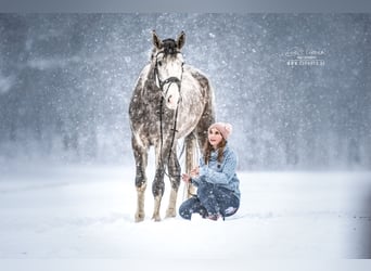 Hannoveraner, Wallach, 8 Jahre, 177 cm, Schimmel