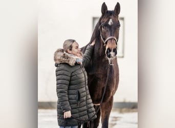 Hannoveraner, Wallach, 8 Jahre, 178 cm, Dunkelbrauner