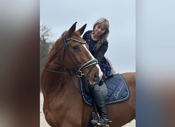 Hannoveraner, Wallach, 8 Jahre, 178 cm, Fuchs